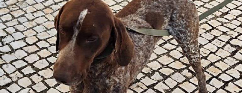 GNR Resgatou Cão Em Estremoz Que Tinha Desaparecido Em Peso Da Régua GNR Resgatou Cão Em Estremoz Que Tinha Desaparecido Em Peso Da Régua