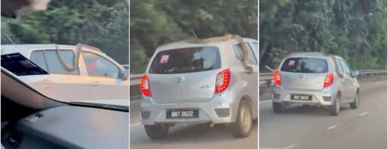 Píton Apanha Boleia No Exterior De Carro e Assusta Condutor Que Não Pára Píton Apanha Boleia No Exterior De Carro e Assusta Condutor Que Não Pára