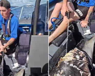 Golfinho “Cai Do Céu” e Aterra Em Pequeno Barco De Pesca