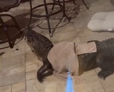 “Foi Um Caos”. Crocodilo Entra Em Varanda De Casa Nos Estados Unidos “Foi Um Caos”. Crocodilo Entra Em Varanda De Casa Nos Estados Unidos