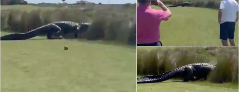 Golfistas Interrompem Jogo Após Crocodilo Gigante Atravessar o Campo Golfistas Interrompem Jogo Após Crocodilo Gigante Atravessar o Campo