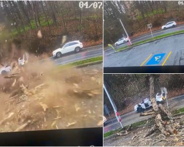 Árvore Desaba Sobre Viatura Com Mulher No Interior… Escapou Por Milagre Árvore Desaba Sobre Viatura Com Mulher No Interior… Escapou Por Milagre