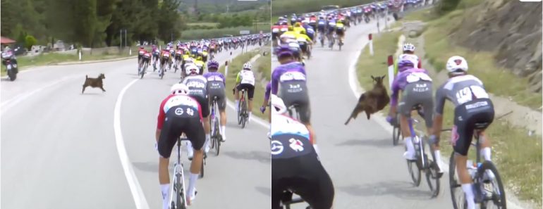 Cabra Ataca Pelotão Do Giro e Obriga Ciclista a Fazer Malabarismo Para Evitar Queda Cabra Ataca Pelotão Do Giro e Obriga Ciclista a Fazer Malabarismo Para Evitar Queda