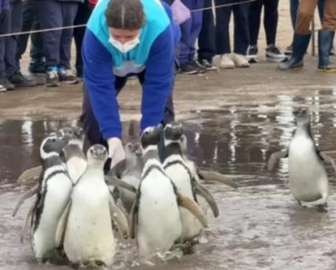 Dois Meses Depois, Pinguins São Devolvidos Ao Mar Na Argentina Dois Meses Depois, Pinguins São Devolvidos Ao Mar Na Argentina