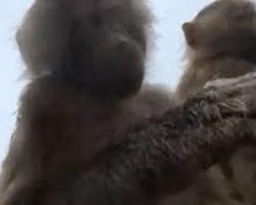 Macacos Fazem Vídeos Com Telemóvel Perdido Em Zoo Dos Países Baixos Macacos Fazem Vídeos Com Telemóvel Perdido Em Zoo Dos Países Baixos