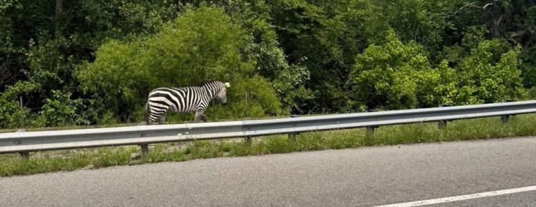Zebra Foge De Quinta Nos Estados Unidos e Corre Junto a Autoestrada Zebra Foge De Quinta Nos Estados Unidos e Corre Junto a Autoestrada
