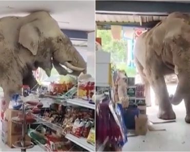 Elefante Invade Supermercado e Come Fruta, Doces e Salgados Durante 10 Minutos Elefante Invade Supermercado e Come Fruta, Doces e Salgados Durante 10 Minutos