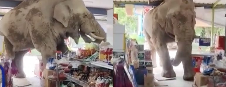 Elefante Invade Supermercado e Come Fruta, Doces e Salgados Durante 10 Minutos Elefante Invade Supermercado e Come Fruta, Doces e Salgados Durante 10 Minutos