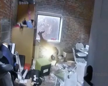 Polícia Chamada Para Assalto Violento Em Cabeleireiro… Afinal, Era Um Veado Polícia Chamada Para Assalto Violento Em Cabeleireiro… Afinal, Era Um Veado