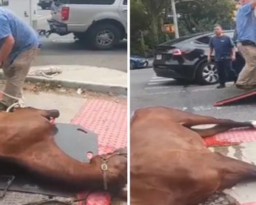 “Cruel”. Égua Morre Nas Ruas De Nova Iorque e Reacende Controvérsia “Cruel”. Égua Morre Nas Ruas De Nova Iorque e Reacende Controvérsia