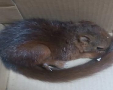 Militares Da GNR Salvam Esquilo Ferido Em Zona De Fogos Na Covilhã Militares Da GNR Salvam Esquilo Ferido Em Zona De Fogos Na Covilhã