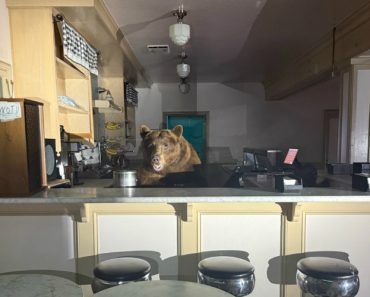 Fome De “Urso”. Ladrão Incomum Invade Geladaria e Deixa Polícias Pasmados Fome De “Urso”. Ladrão Incomum Invade Geladaria e Deixa Polícias Pasmados