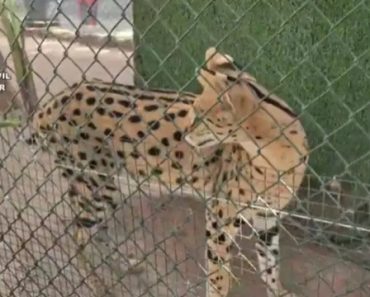 Autoridades Desmantelam Zoo Clandestino Em Espanha Autoridades Desmantelam Zoo Clandestino Em Espanha