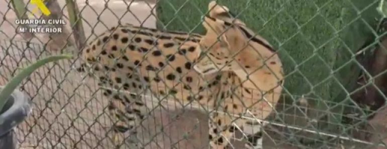 Autoridades Desmantelam Zoo Clandestino Em Espanha Autoridades Desmantelam Zoo Clandestino Em Espanha