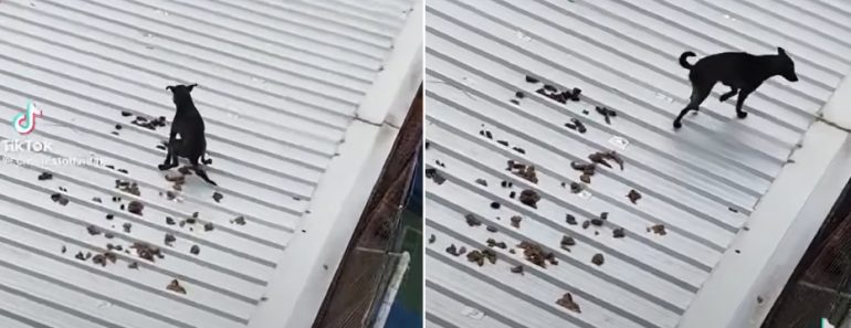 Cão Escolhe Telhado Como o Seu WC Preferido e Deixa Morador Incrédulo Cão Escolhe Telhado Como o Seu WC Preferido e Deixa Morador Incrédulo