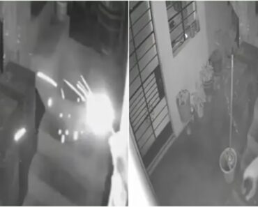 Manchis, a “Heroína”: Cadela Salva Família De Um Explosivo No Peru Manchis, a “Heroína”: Cadela Salva Família De Um Explosivo No Peru