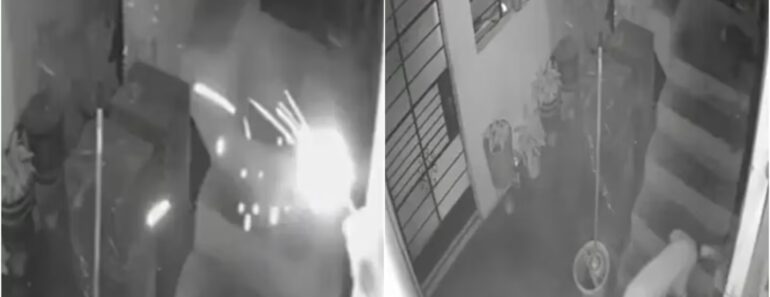 Manchis, a “Heroína”: Cadela Salva Família De Um Explosivo No Peru Manchis, a “Heroína”: Cadela Salva Família De Um Explosivo No Peru