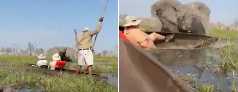 Elefanta Vira Barco e Ataca Turistas Durante Passeio Em Rio No Botswana Elefanta Vira Barco e Ataca Turistas Durante Passeio Em Rio No Botswana