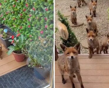 Mulher Alimenta a Mesma Família De Raposas Há 25 Anos Mulher Alimenta a Mesma Família De Raposas Há 25 Anos