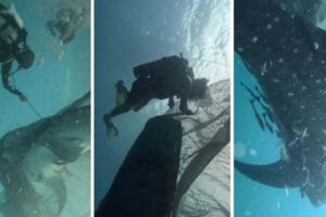 Mergulhadores Libertam Cinco Tubarões-Baleia De Redes De Pesca