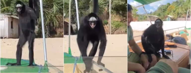 Macaco-Aranha Surpreende Turistas Ao Subir Em Lancha Durante Passeio Na Floresta Nacional Do Tapajós Macaco-Aranha Surpreende Turistas Ao Subir Em Lancha Durante Passeio Na Floresta Nacional Do Tapajós