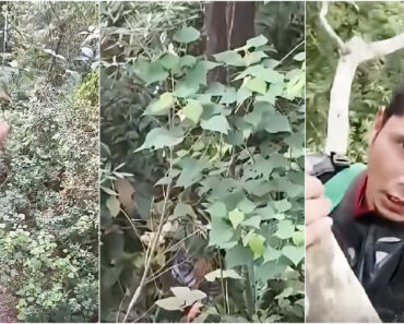 Influencer Escapa a Tigre Ao Refugiar-se No Topo De Uma Árvore Durante 4 Horas Influencer Escapa a Tigre Ao Refugiar-se No Topo De Uma Árvore Durante 4 Horas