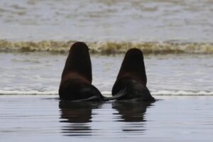Crias De Foca Encontradas Inanimadas Voltam Ao Mar e “é Comovente”
