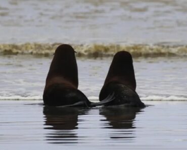 Crias De Foca Encontradas Inanimadas Voltam Ao Mar e “é Comovente” Crias De Foca Encontradas Inanimadas Voltam Ao Mar e “é Comovente”