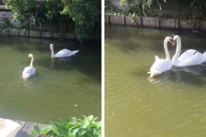 Casal De Cisnes Dança Junto Após Passar Semanas Separados