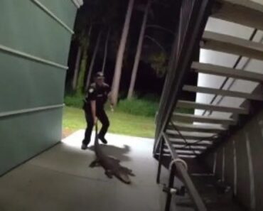 Polícia “Despeja“ Jacaré De Complexo De Apartamentos Na Florida Polícia “Despeja“ Jacaré De Complexo De Apartamentos Na Florida