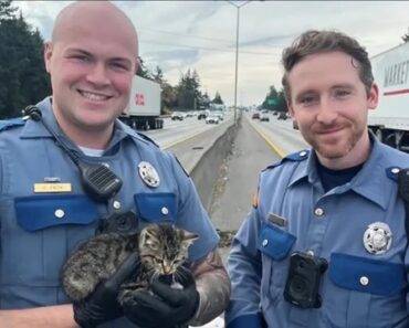 Polícias Resgatam Gato Bebé Junto a Estrada Movimentada Nos EUA Polícias Resgatam Gato Bebé Junto a Estrada Movimentada Nos EUA