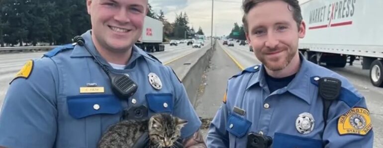 Polícias Resgatam Gato Bebé Junto a Estrada Movimentada Nos EUA Polícias Resgatam Gato Bebé Junto a Estrada Movimentada Nos EUA
