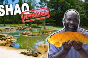 Um Lago De Carpas De MEIO MILHÃO Feito Especialmente Para o Shaquille O’Neal