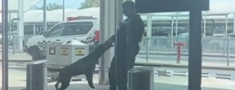 Vídeo De Polícia a Brincar Com Cão Polícia Em Aeroporto Conquista Internautas Vídeo De Polícia a Brincar Com Cão Polícia Em Aeroporto Conquista Internautas