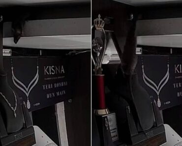 Imagens De Videovigilância Revelam o Inesperado Ladrão De Um Colar De Diamantes Imagens De Videovigilância Revelam o Inesperado Ladrão De Um Colar De Diamantes