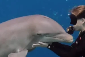 “Nunca Tive Abraço Melhor”. O Momento Meigo Entre Mergulhadora e Golfinho