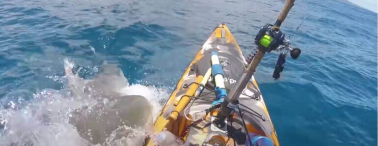 Tubarão-Tigre Ataca Pescador Que Navegava Num Caiaque Tubarão-Tigre Ataca Pescador Que Navegava Num Caiaque