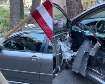 Urso Tranca-se No Interior De Carro e Deixa-o Neste Estado Urso Tranca-se No Interior De Carro e Deixa-o Neste Estado