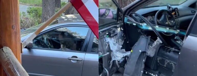 Urso Tranca-se No Interior De Carro e Deixa-o Neste Estado Urso Tranca-se No Interior De Carro e Deixa-o Neste Estado