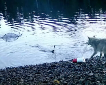 Vídeo Mostra Lobo a Pescar Com Ferramenta e Deixa Investigadores Boquiabertos Vídeo Mostra Lobo a Pescar Com Ferramenta e Deixa Investigadores Boquiabertos