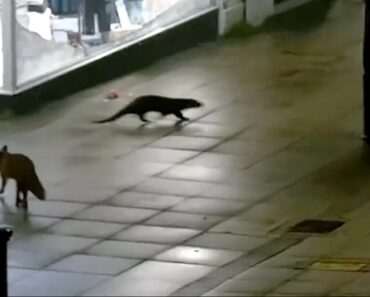 Lontra e Raposa Passeiam Juntas Pelas Ruas De Inglaterra Lontra e Raposa Passeiam Juntas Pelas Ruas De Inglaterra