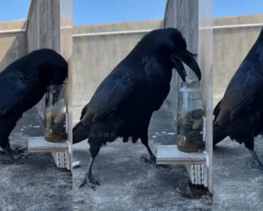 Corvo Usa Pedras Para Conseguir Beber Água De Uma Garrafa Corvo Usa Pedras Para Conseguir Beber Água De Uma Garrafa