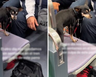 Culpam Cão Por Não Se Sentarem Em Comboio e Geram Polémica Culpam Cão Por Não Se Sentarem Em Comboio e Geram Polémica