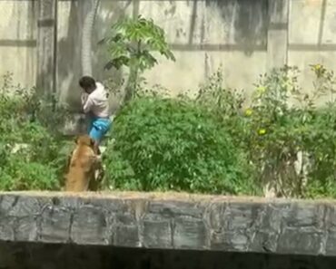 Jovem Morto Por Leoa Em Zoo No Brasil. Invadiu a Jaula Do Animal Jovem Morto Por Leoa Em Zoo No Brasil. Invadiu a Jaula Do Animal