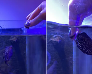 “O Cão Do Aquário”. Este Peixe Está a Fazer As Delícias Dos Internautas “O Cão Do Aquário”. Este Peixe Está a Fazer As Delícias Dos Internautas