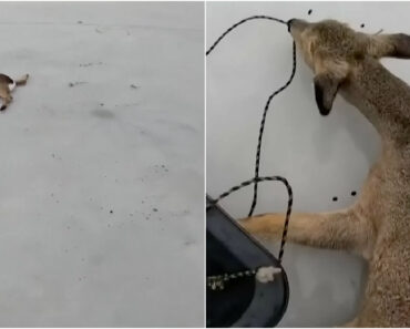 Heróis Do Gelo: Pescadores Salvam Corços Presos Em Lago Congelado Na Sibéria Heróis Do Gelo: Pescadores Salvam Corços Presos Em Lago Congelado Na Sibéria