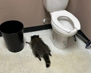 Guaxinim Fica Alcoolizado Após Invadir Loja De Bebidas e é Encontrado a Dormir No WC Guaxinim Fica Alcoolizado Após Invadir Loja De Bebidas e é Encontrado a Dormir No WC