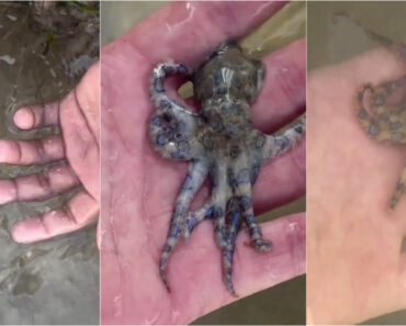 Turista Britânico Pegou Em Polvo Mortal e Só Descobriu o Perigo Após Partilhar o Vídeo Turista Britânico Pegou Em Polvo Mortal e Só Descobriu o Perigo Após Partilhar o Vídeo