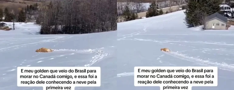 Cão Vê Neve Pela Primeira Vez e a Reação é Hilariante Cão Vê Neve Pela Primeira Vez e a Reação é Hilariante