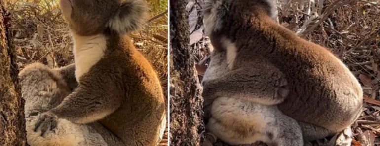 Coala Em Luto Expressa Tristeza e Chora Ao Abraçar Corpo Da Amiga Falecida Coala Em Luto Expressa Tristeza e Chora Ao Abraçar Corpo Da Amiga Falecida